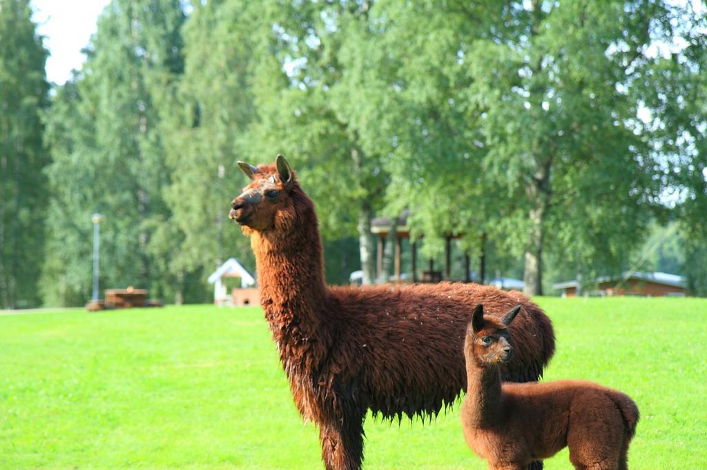 Hotel Haapasaaren Lomakyla Ruovesi Exteriér fotografie